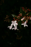 Abelia x grandiflora RCP7-2011 099.JPG